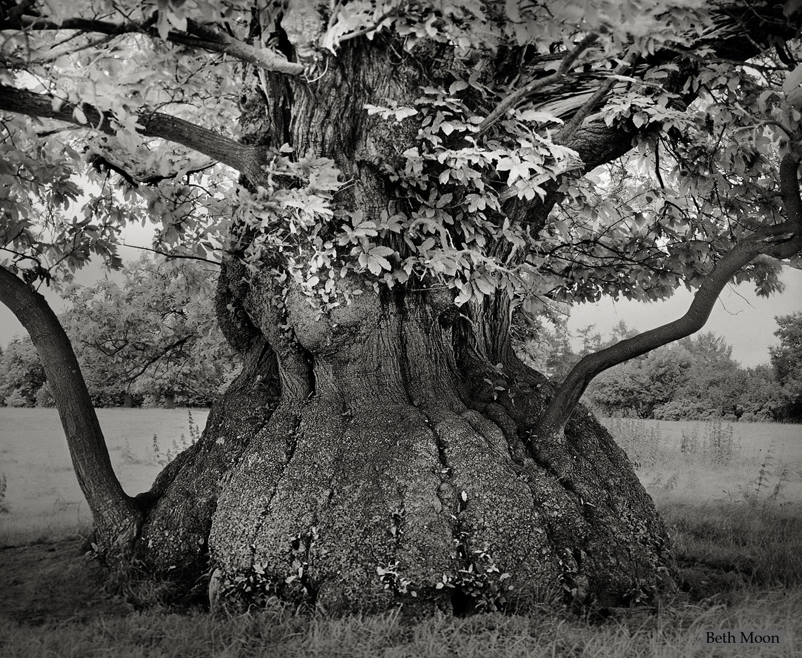 http://www.businessinsider.in/photo/46057290/beautiful-photos-of-the-worlds-oldest-and-most-majestic-trees/This-massive-Chestnut-tree-is-on-the-grounds-of-the-Croft-Castle-in-Herefordshire-England-Rumor-has-it-that-the-tree-was-planted-using-nuts-that-had-been-salvaged-from-a-Spanish-Armada-that-famously-shipwrecked-in-1592-which-would-make-the-tree-over-420-years-old-.jpg