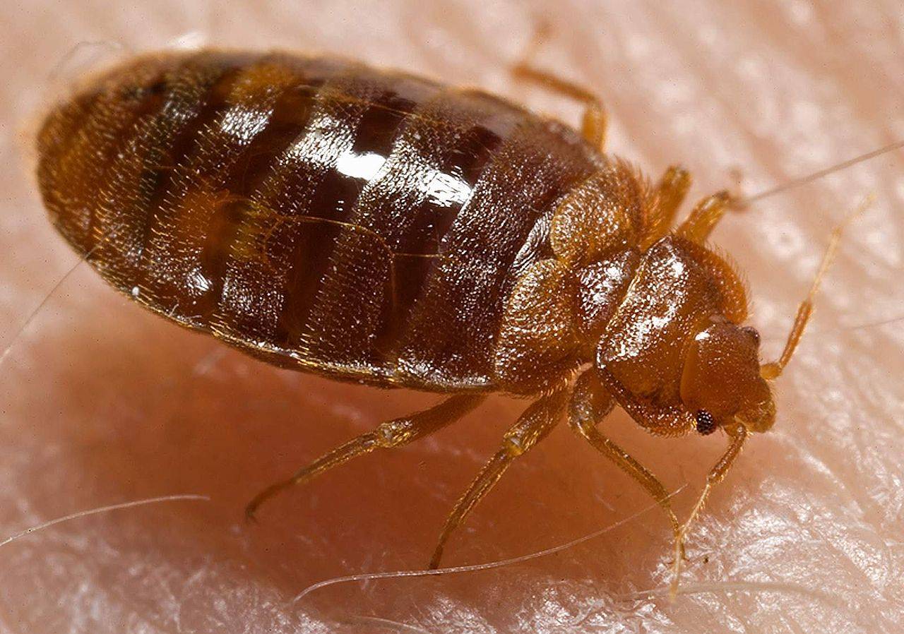 bedbugs-are-becoming-a-new-species-of-nightmare-insects-business