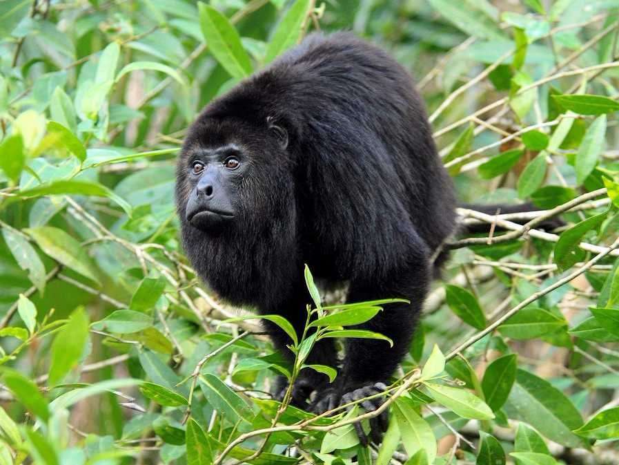 Mexico has a shockingly high number of threatened and endangered