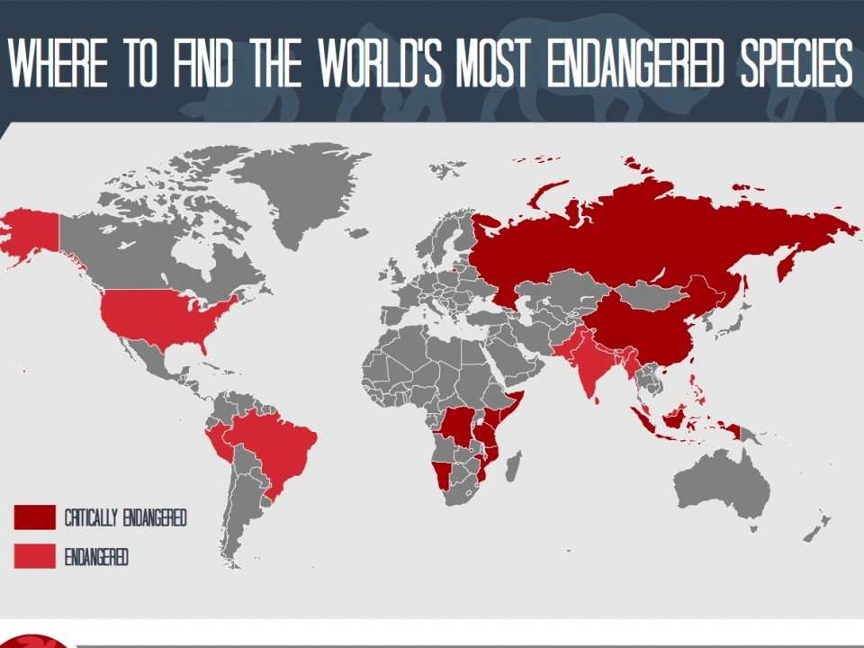 This heartbreaking map shows where the most endangered animals in the ...