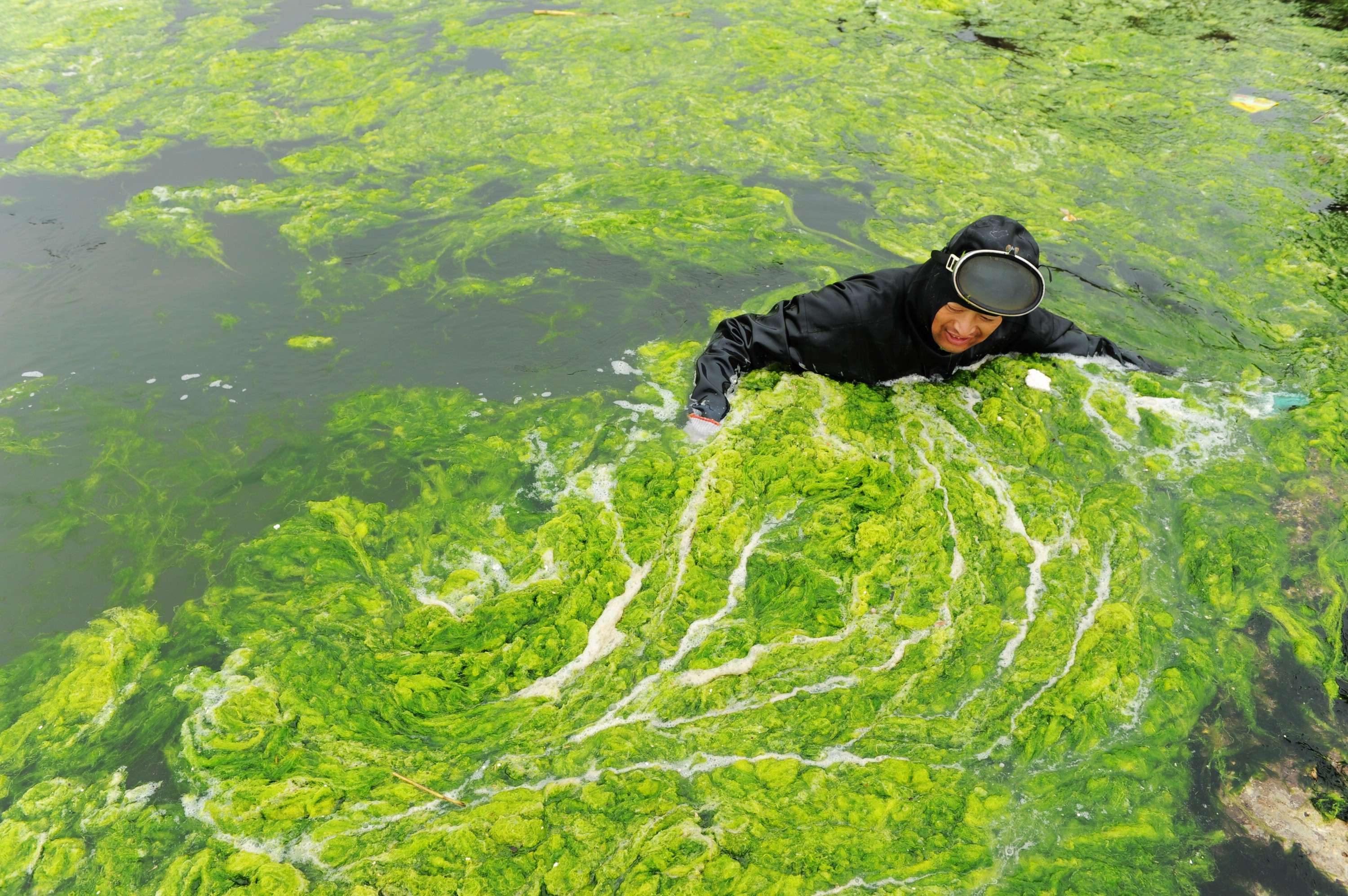 Сколько цветет вода. Опасные водоросли. Цветение водорослей. Самые опасные водоросли.