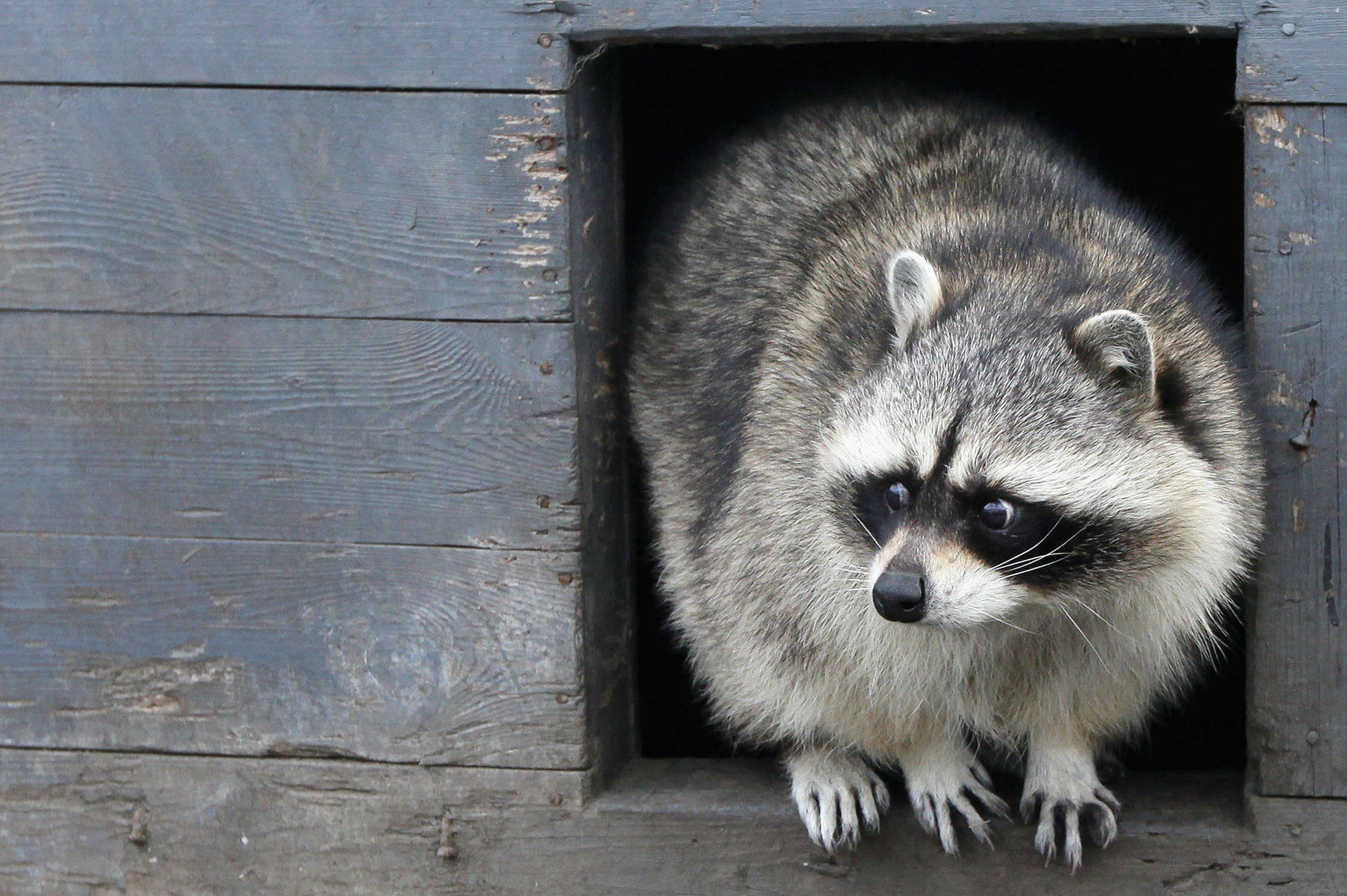 "Trash Pandas" Makes Sense Because Raccoons Share The Black And White ...