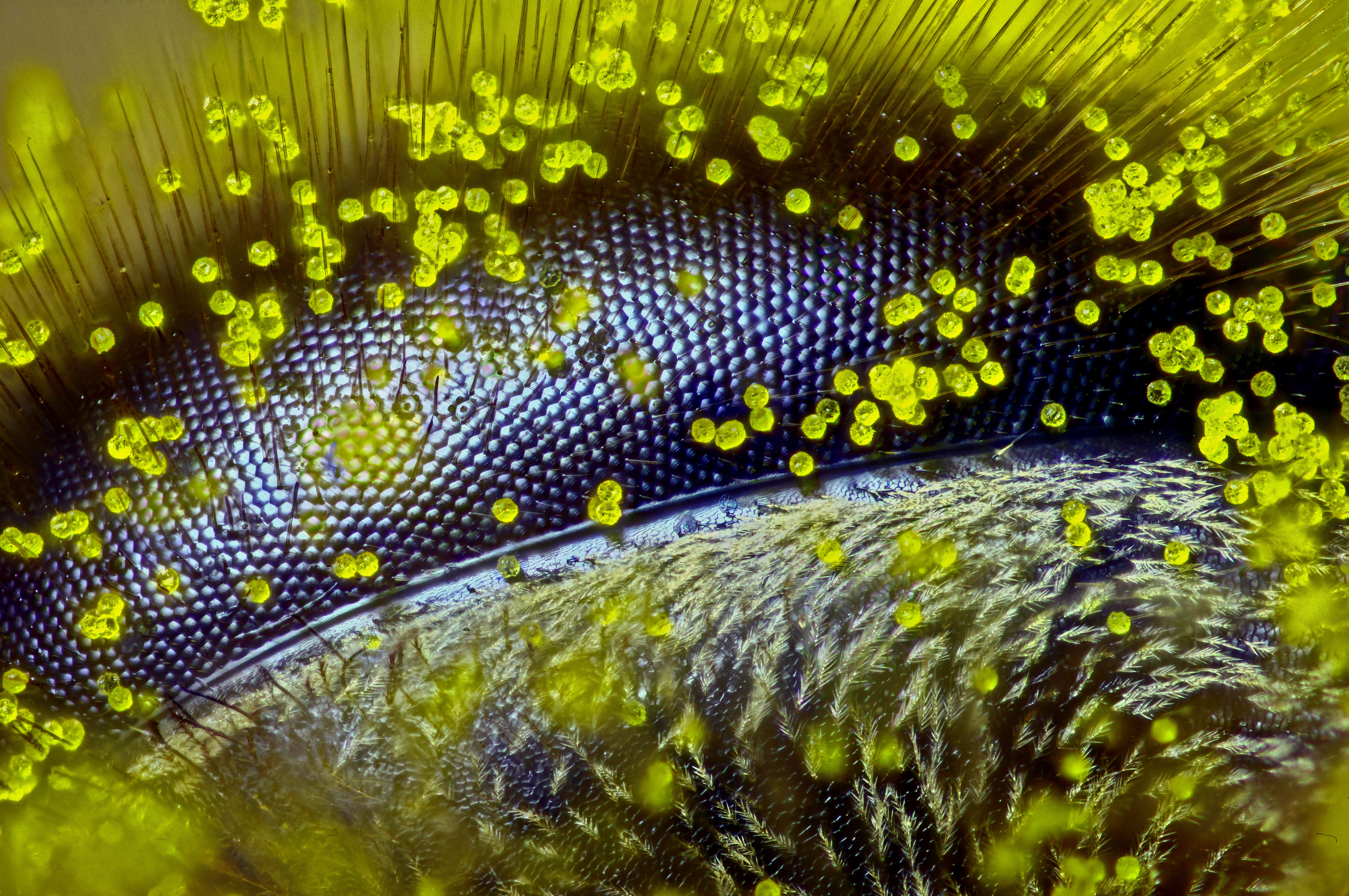 Миро мир. Пыльца микрофотографии. Конкурс микрофотографии Nikon small World. Пчела медоносная глаза под микроскопом. Пыльца пчелиная под микроскопом.