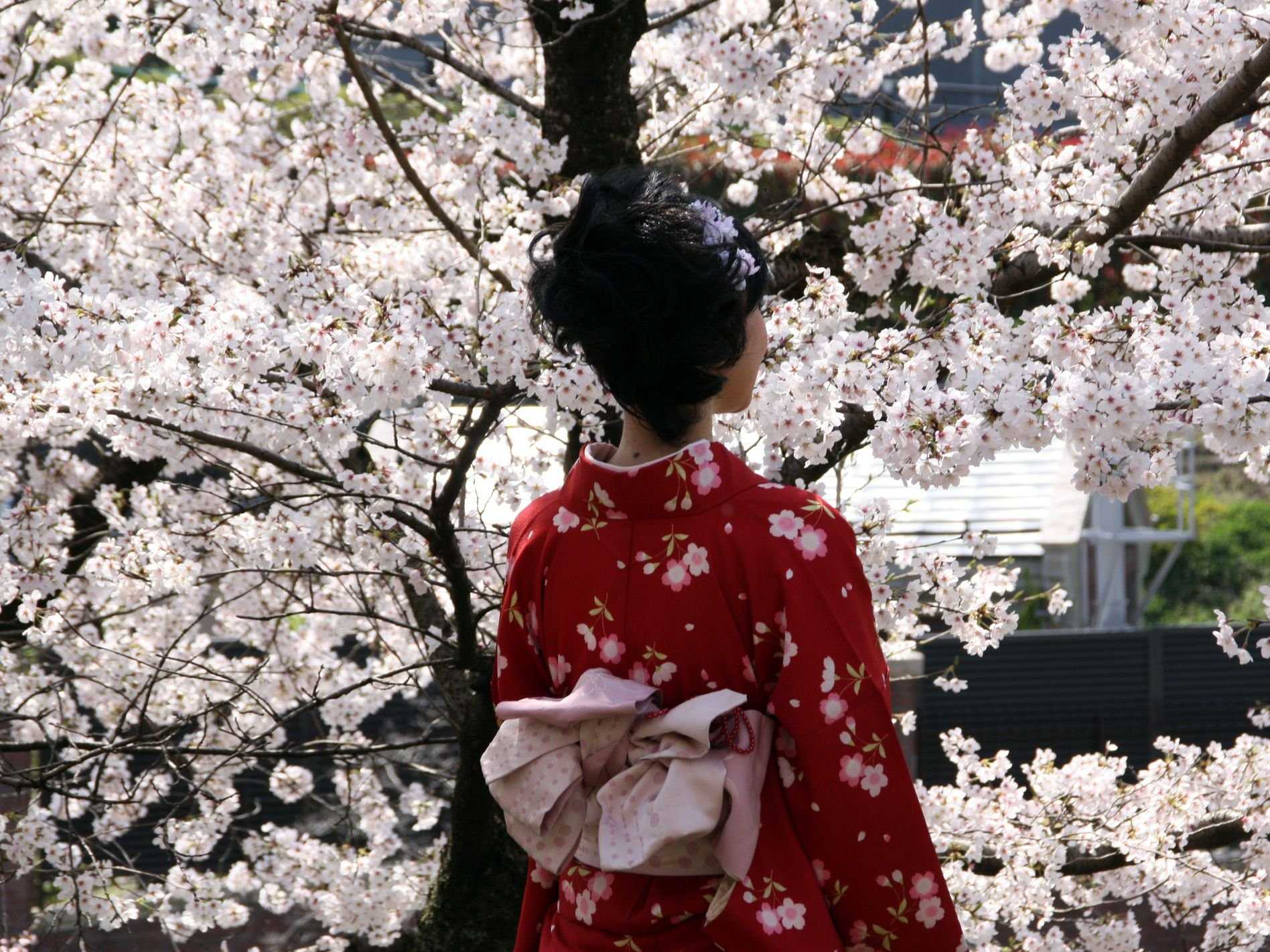 Japan esthetic. Гейша Сакура Фудзияма. Японская Эстетика. Кимоно с цветущей сакурой. Японка в саду.