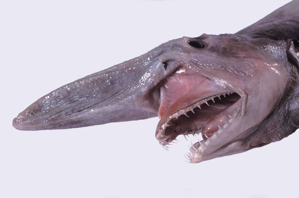 https://www.businessinsider.in/photo/50303432/18-The-Goblin-Shark-Not-only-is-it-the-ugliest-shark-its-also-the-pinkest-At-3-metres-10-feet-long-the-goblin-looks-terrifying-It-lives-near-the-shore-too-But-dont-worryits-a-slow-swimmer-and-doesnt-eat-humans-.jpg