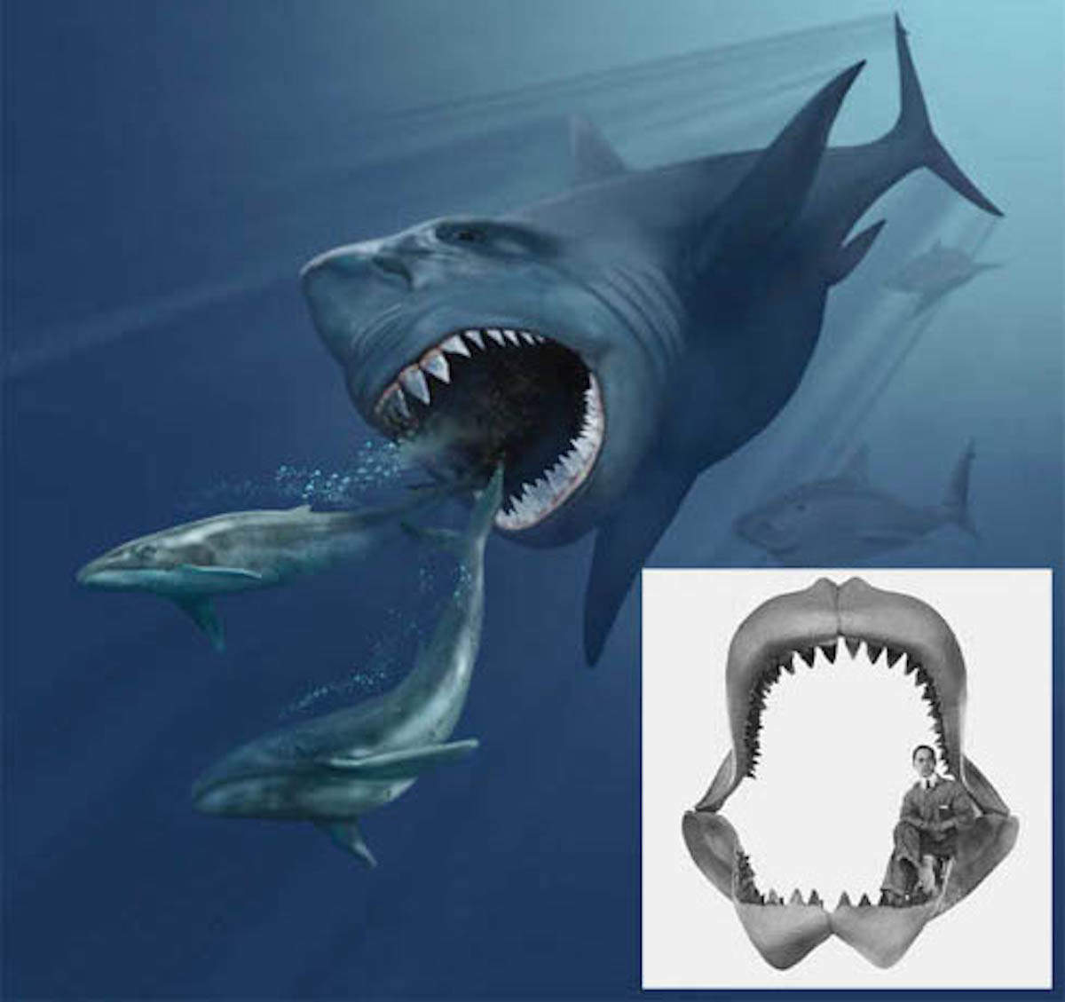 https://www.businessinsider.in/photo/50303445/10-Megalodon-OK-so-this-shark-became-extinct-2-6-million-years-ago-but-it-was-the-largest-shark-ever-at-up-to-30m-98ft-long-This-is-a-picture-of-a-megalodon-eating-two-whales-The-inset-shows-how-its-jaws-could-comfortably-accommodate-a-human-.jpg