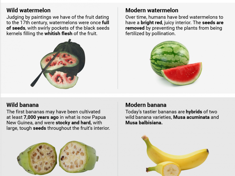 Heres What 5 Fruits And Vegetables Looked Like Before And After Humans Domesticated Them 3015