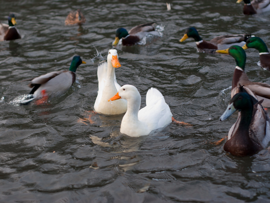 'Would you rather fight one horse-sized duck, or 100 duck-sized horses ...