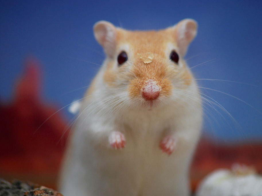 Gerbil. ГЕРБИЛ. Gerbils. Gerbil photos.