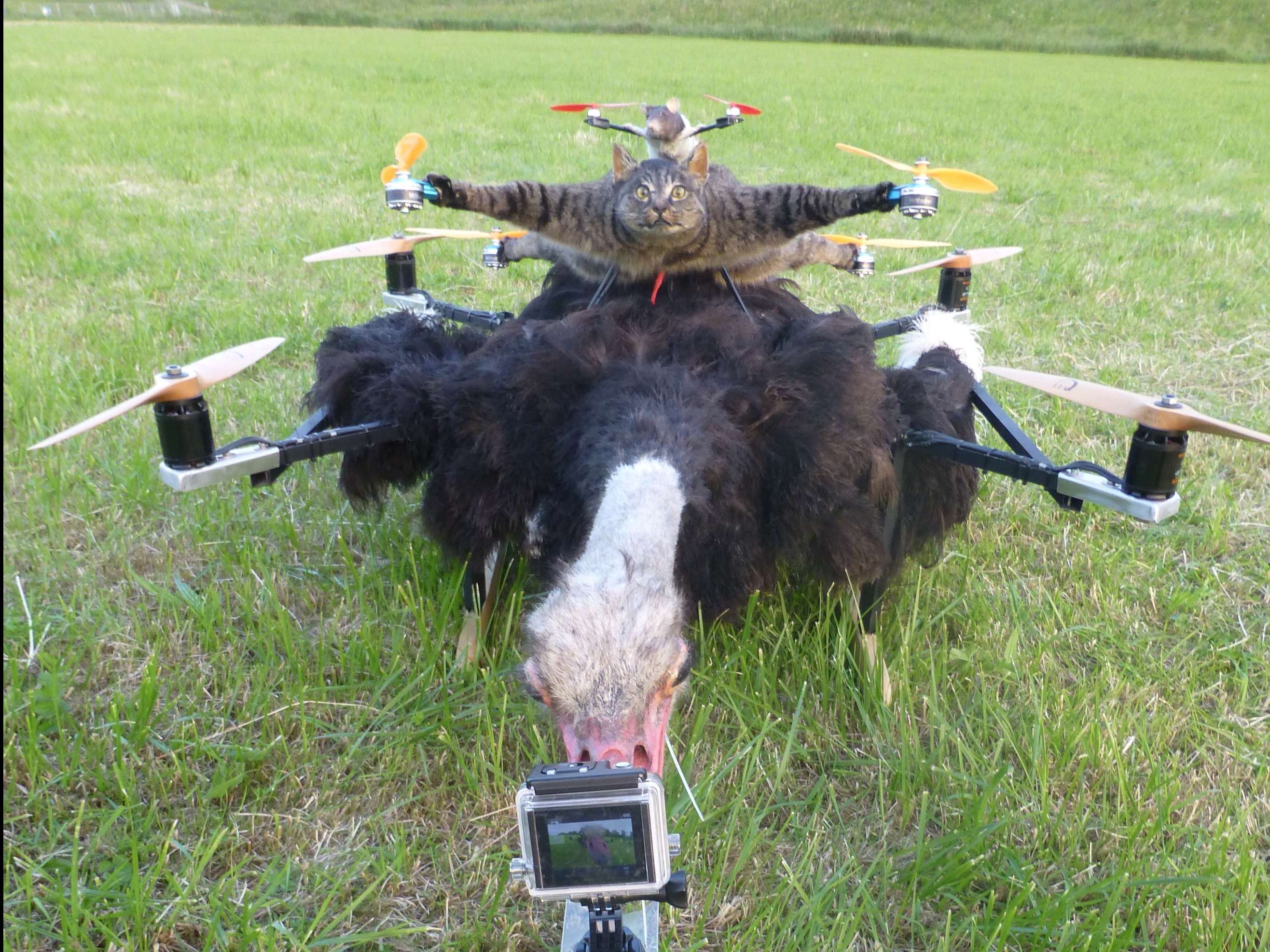 The artist turned his dead cat into a drone is building a helicopter out of a cow | BusinessInsider India