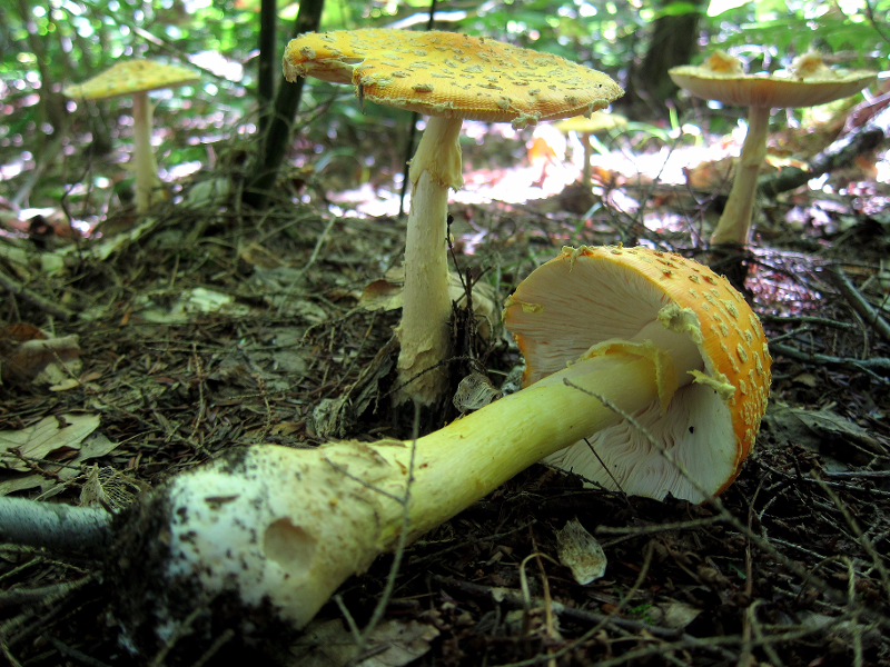 The Largest Living Organism Is The Honey Fungus A Giant Mushroom That