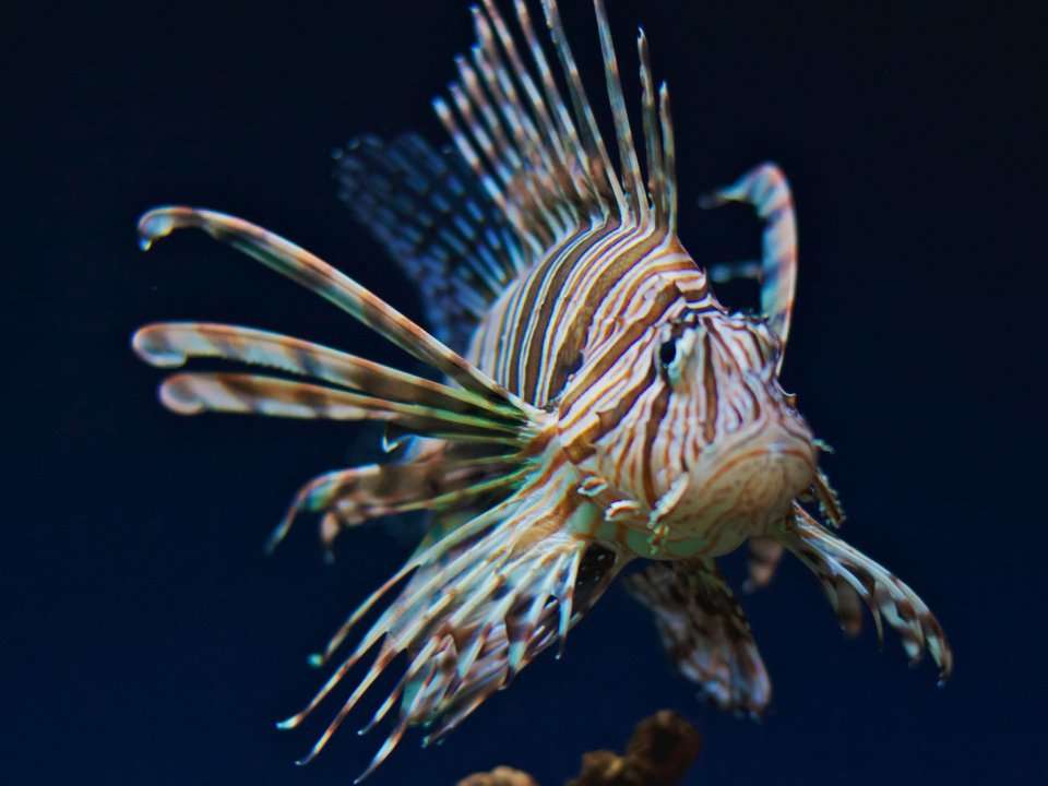 Lionfish have invaded the Mediterranean - here's why it matters ...