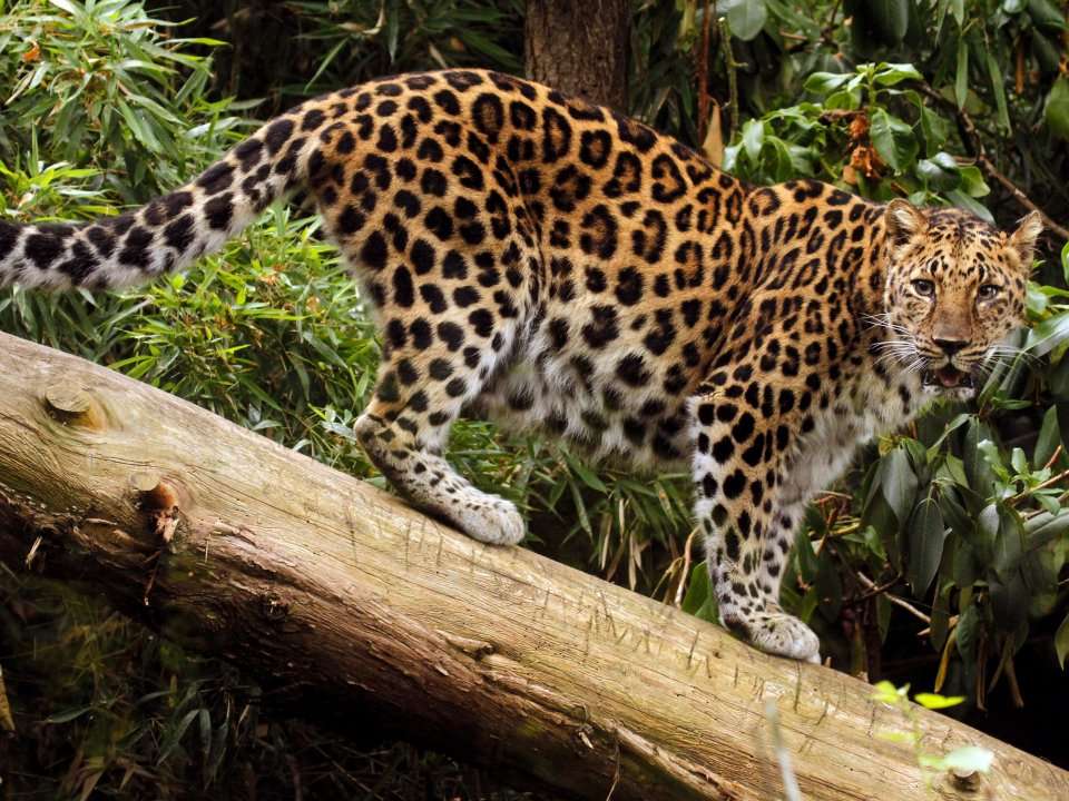 12 rare animals that are teetering on the brink of extinction