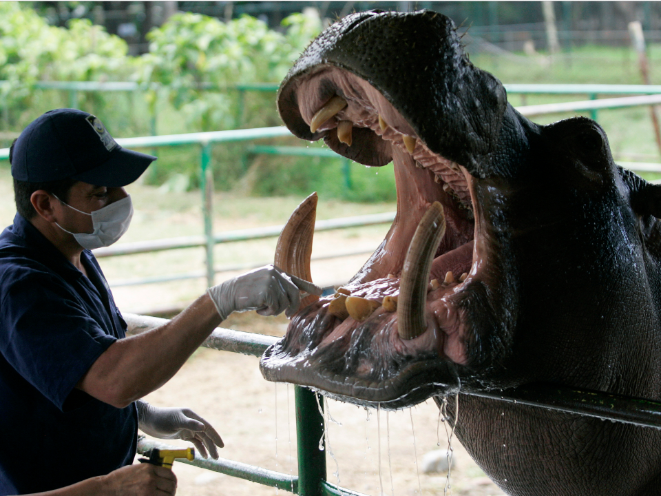 Pablo Escobar may be long gone, but his hippos are still causing ...