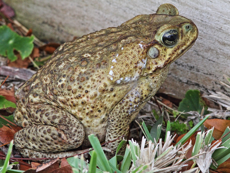 MYTH: People Get Warts From Frogs And Toads. | Business Insider India