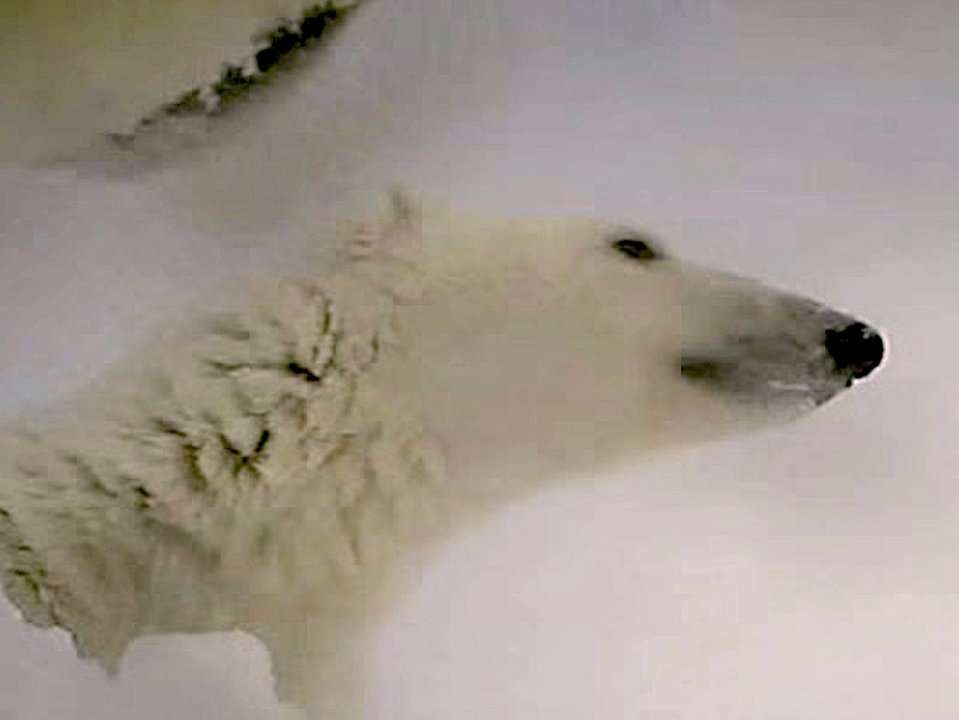 Scientists Attached A Camera To A Polar Bear And Revealed This Never ...