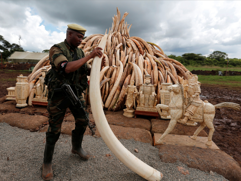 Elephant poaching costs economies $25 million a year - and the threat