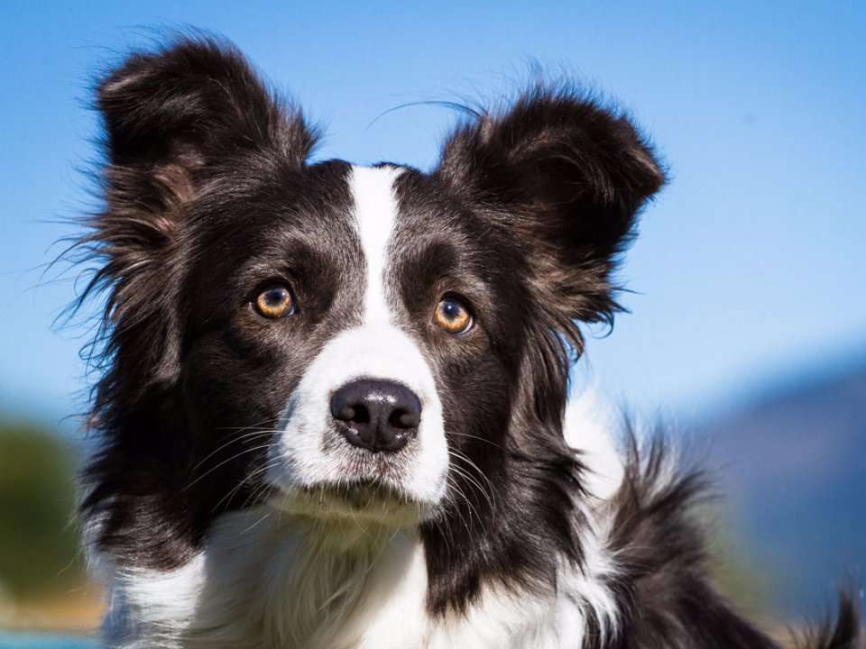 The 20 Smartest Dog Breeds Most Intelligent Types Of vrogue.co