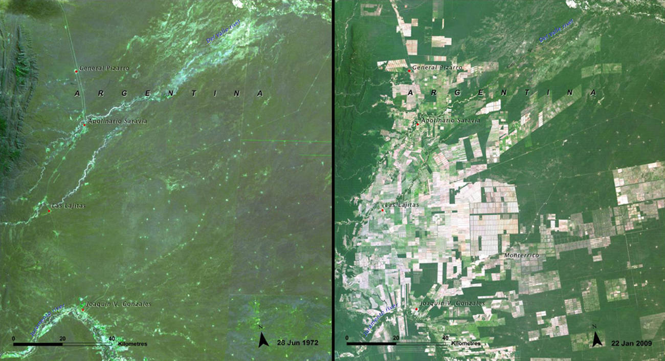 Вырубка леса до и после со спутника