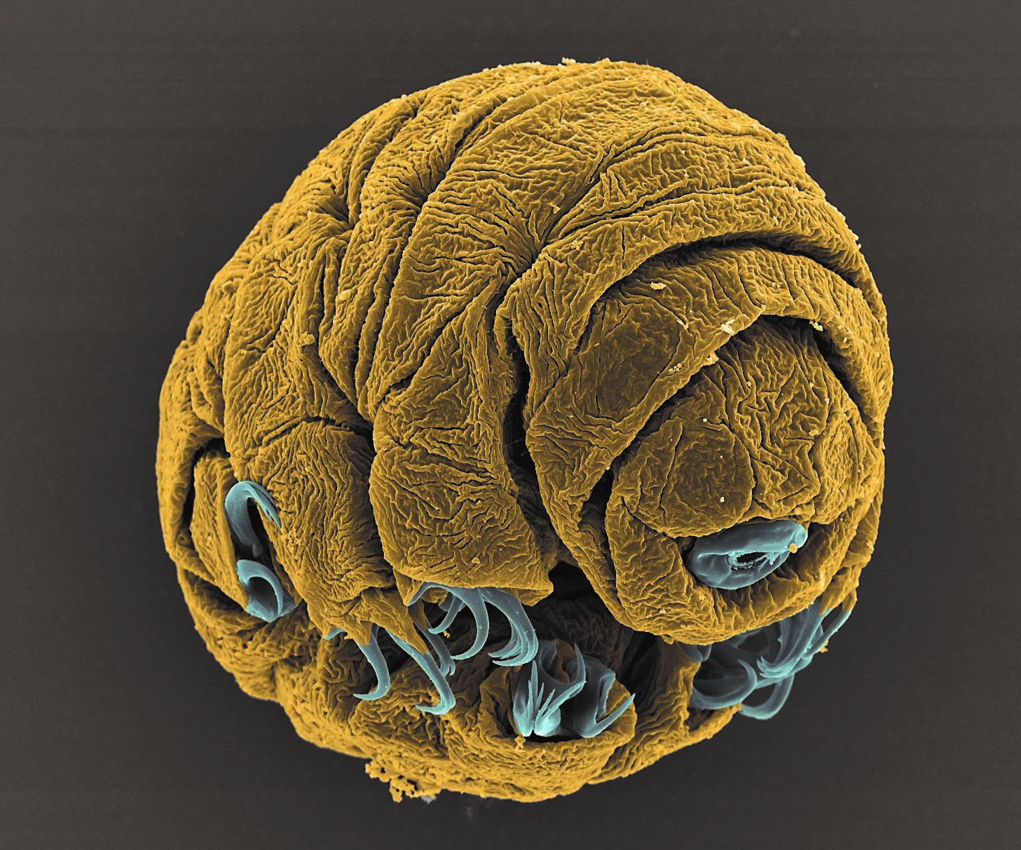 This is a 50-hour old embryo from a tardigrade (aka water bear), a type ...