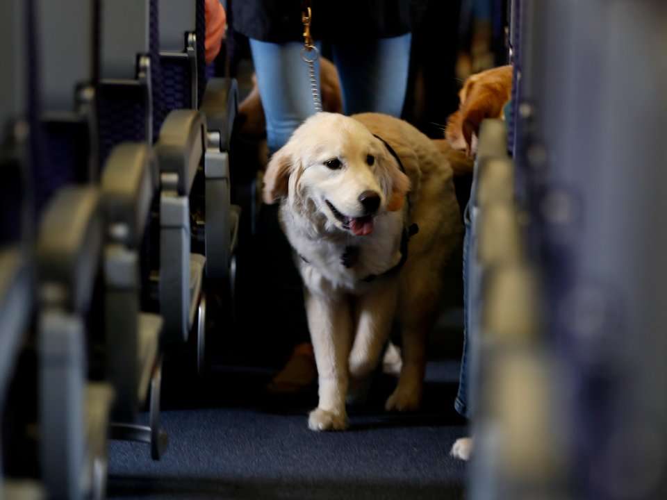 What Qualifies As An Emotional Support Animal