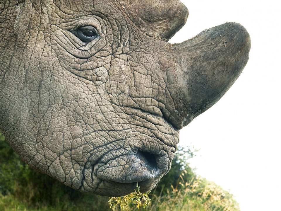 The world's last northern white rhino, who showed 'what extinction