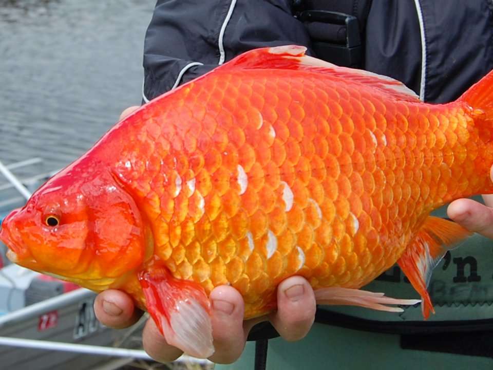 why-you-should-never-release-your-pet-goldfish-into-the-wild-business