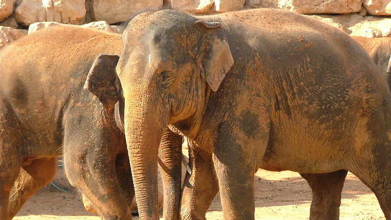 Scientists hope to help Asian elephants fight climate change using