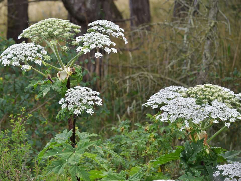 An invasive weed that can cause severe burns, blisters, scars, and