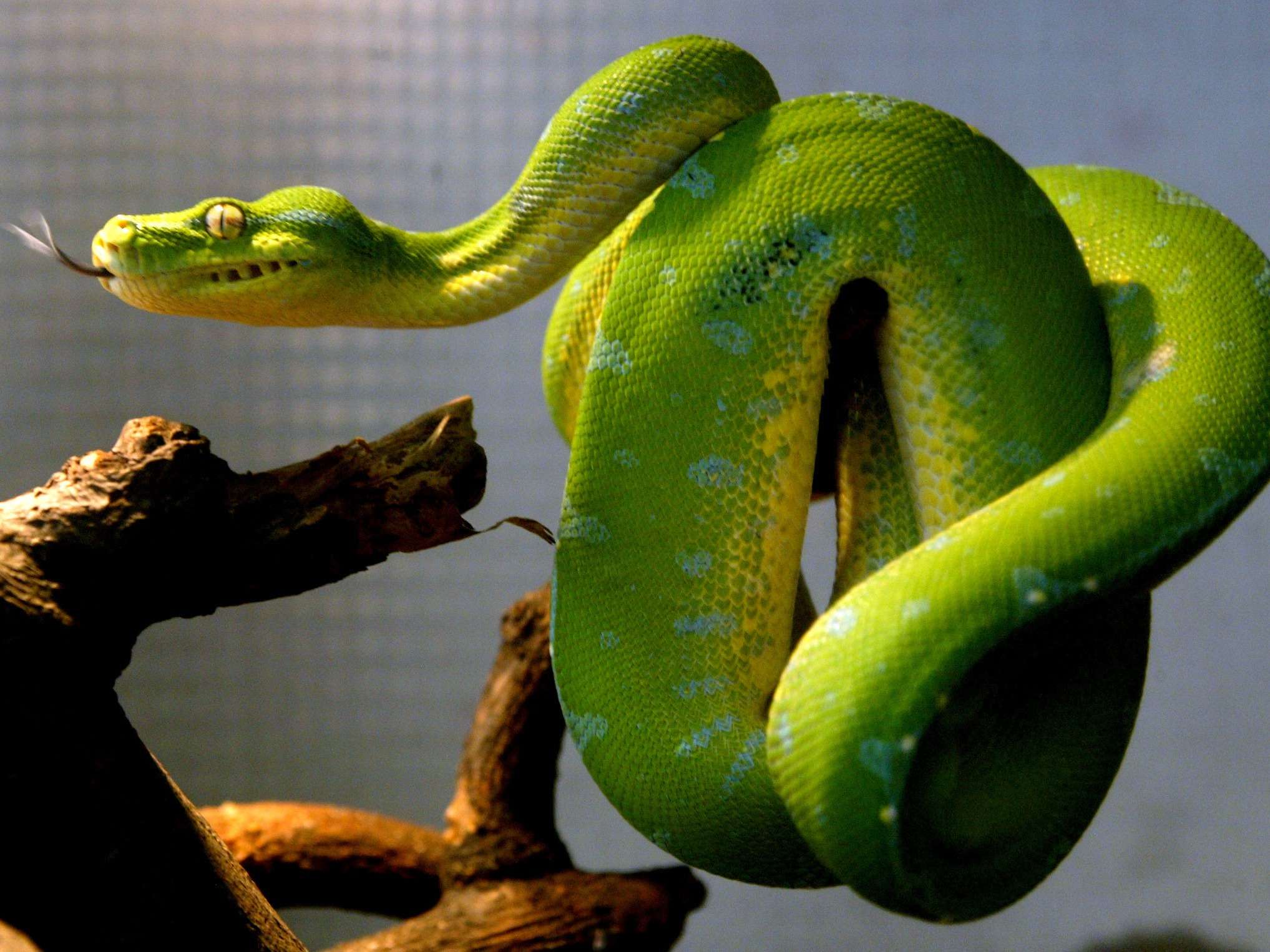 Змеи хладнокровные