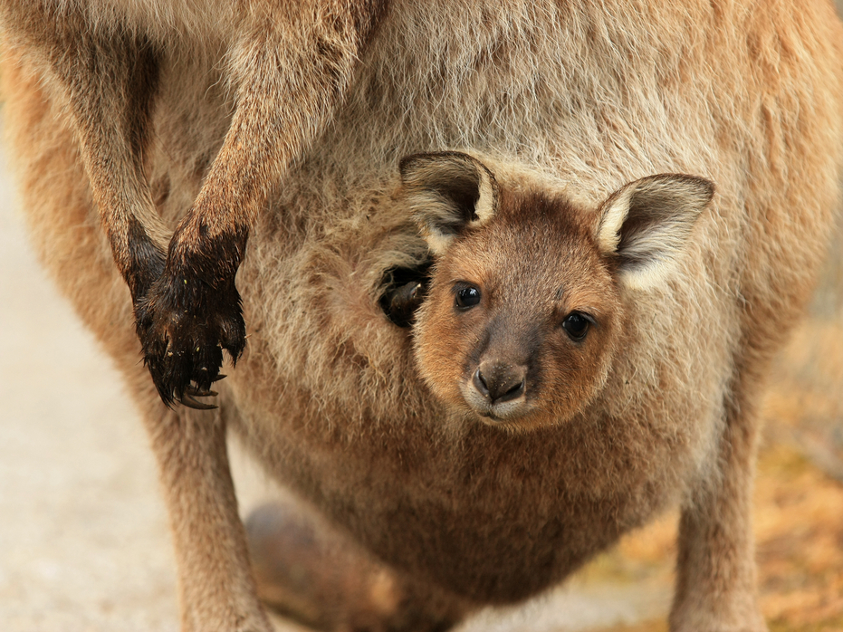 Marsupial babies are born in an embryonic state. | Business Insider India