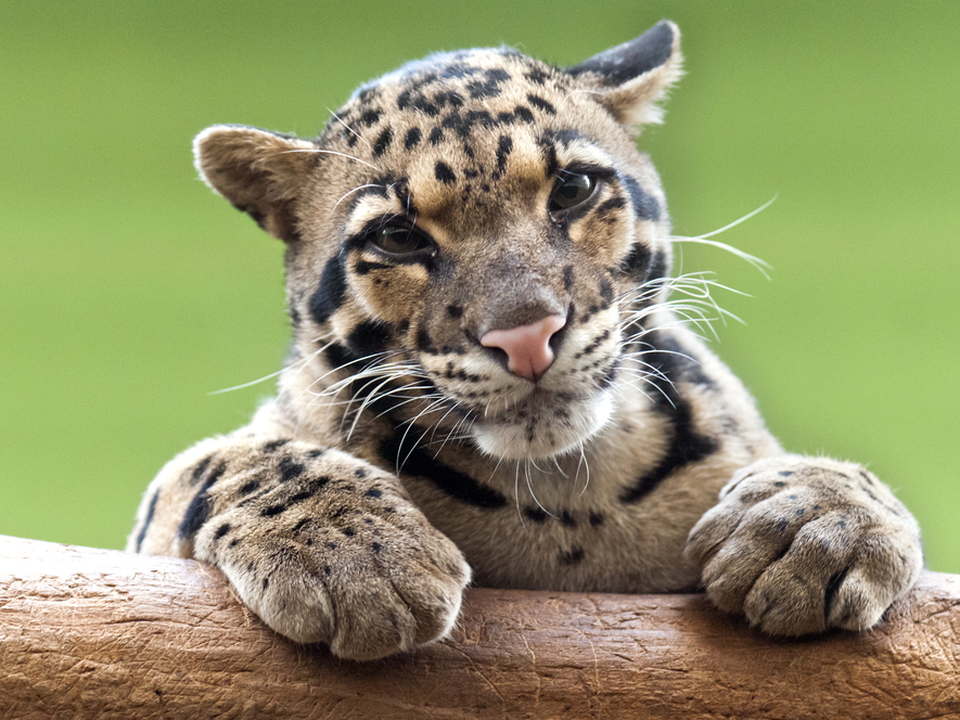 The clouded leopard looks like an exotic house cat. | Business Insider ...