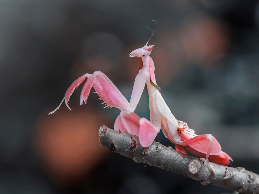 The Female Orchid Mantis Is Pretty In Pink. | Business Insider India