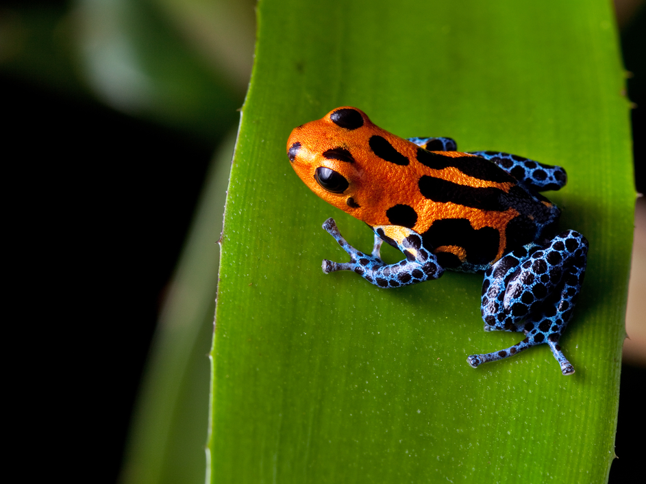 Tiny, adorable poison dart frogs can kill fully grown men. | Business ...