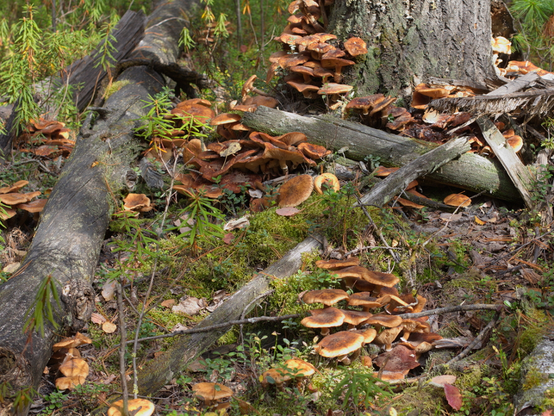 The biggest living thing on Earth is a massive fungus. | Business ...