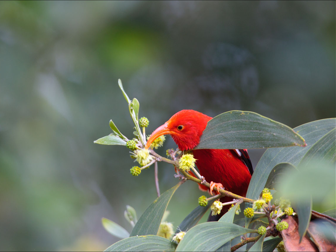 hawaiian-honeycreepers-are-nearly-extinct-business-insider-india