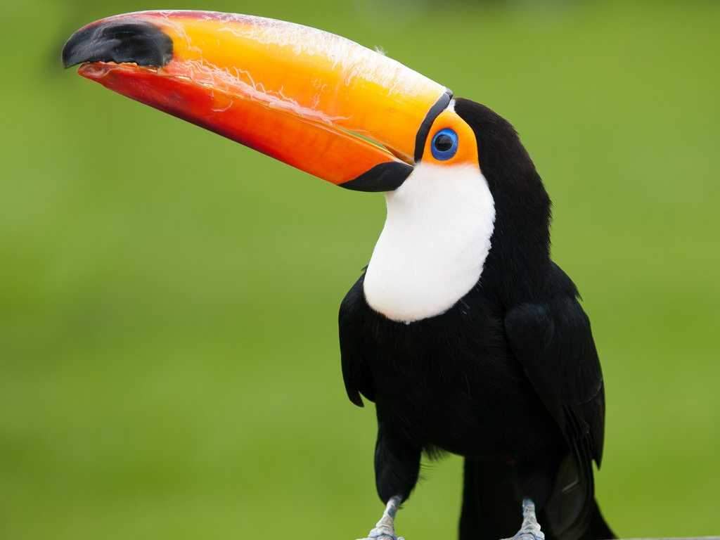 Rising temperatures have forced toucans away from their natural habitat