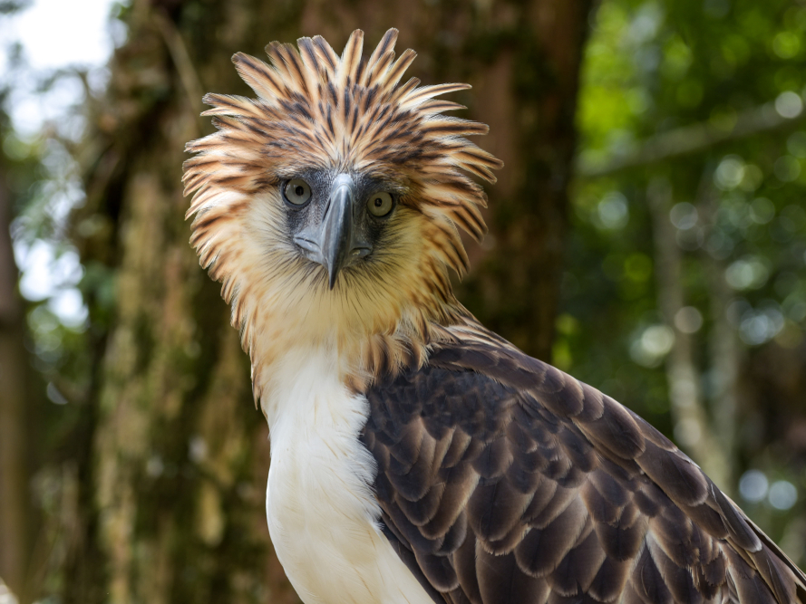 Philippine eagles are facing habitat destruction. | Business Insider India