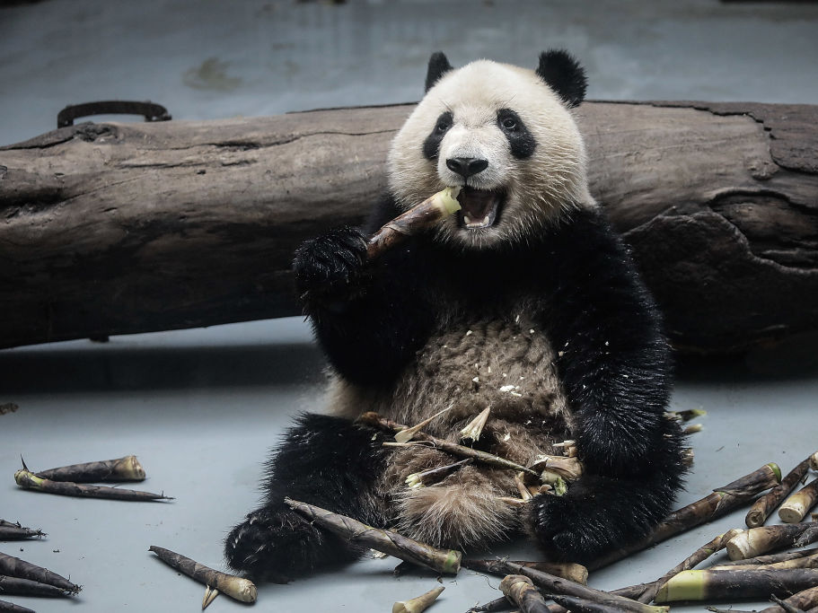 Climate change is wiping out bamboo, which puts giant pandas in danger