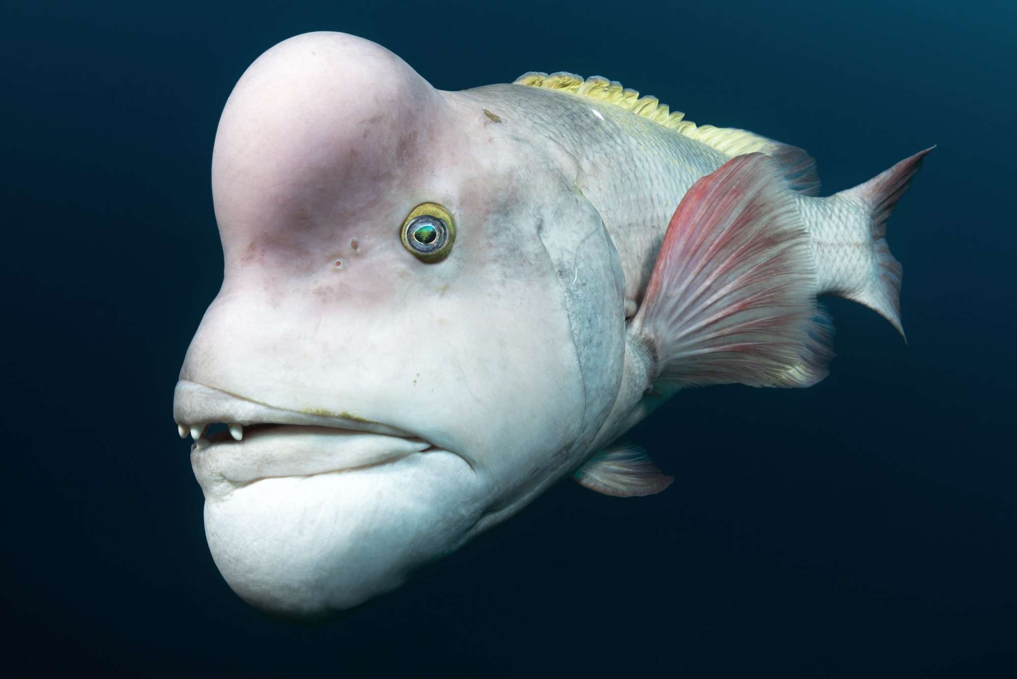 Underwater Photographer Tony Wu Was Tickled To Meet This Asian Sheepshead Wrasse Off The Coast Of Japans Sado Island The Fishs Forehead Reveals The Burning Desire Of A Male In Love He Said  