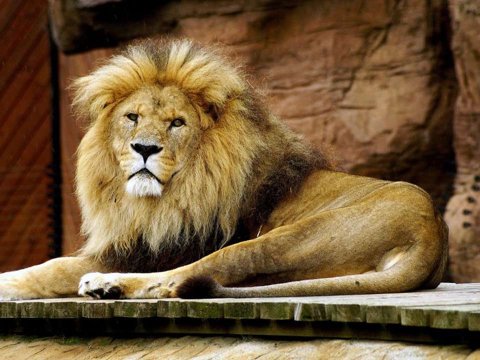 A sleep doctor says knowing whether you're a 'lion,' 'dolphin,' 'wolf