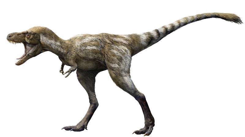 The T. rex had a fairly short lifespan, by human standards. No known T