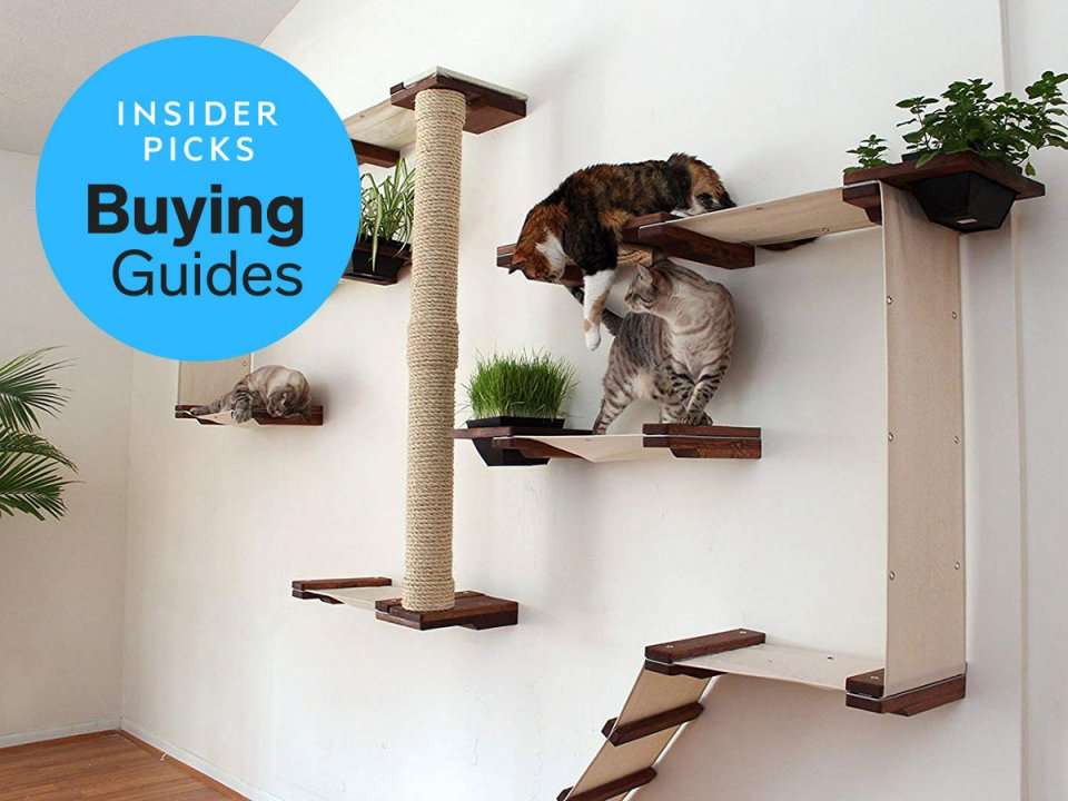 The best products to keep your indoor cat entertained | Business