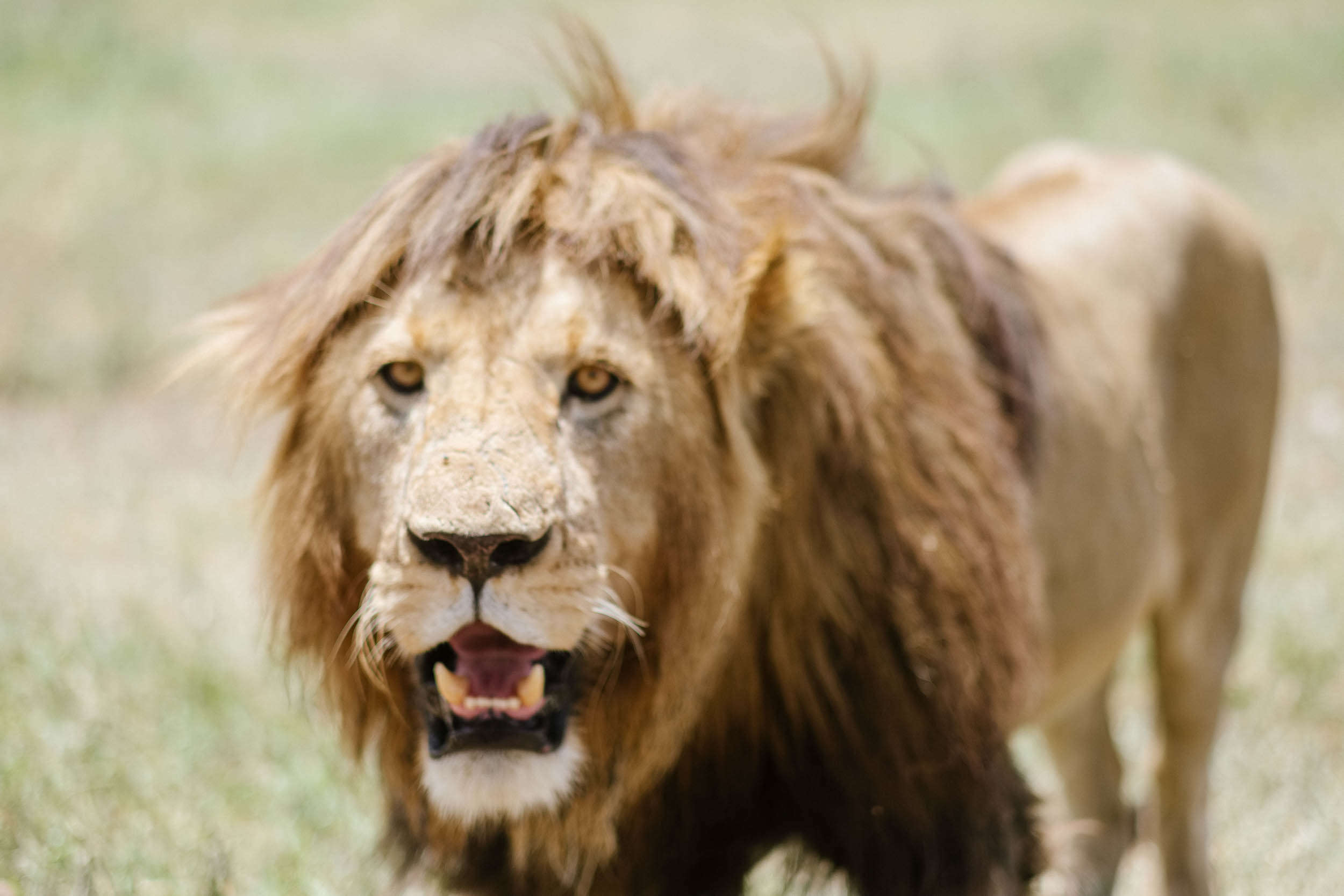 This was the first mature male lion I saw after five days on safari