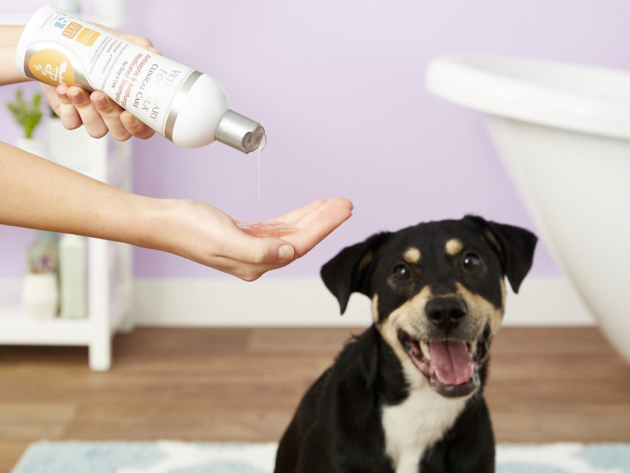 The Best Medicated Dog Shampoo For Yeast Infection Business Insider India