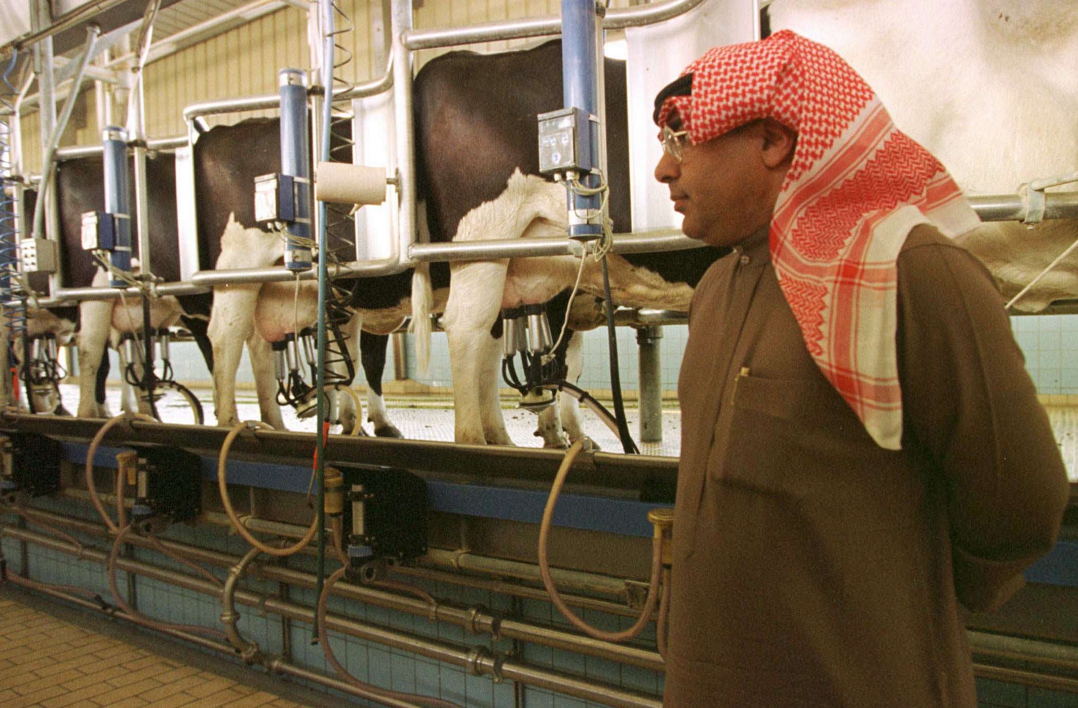 Saudi Arabia Has The Largest Dairy Farm In The World Business 