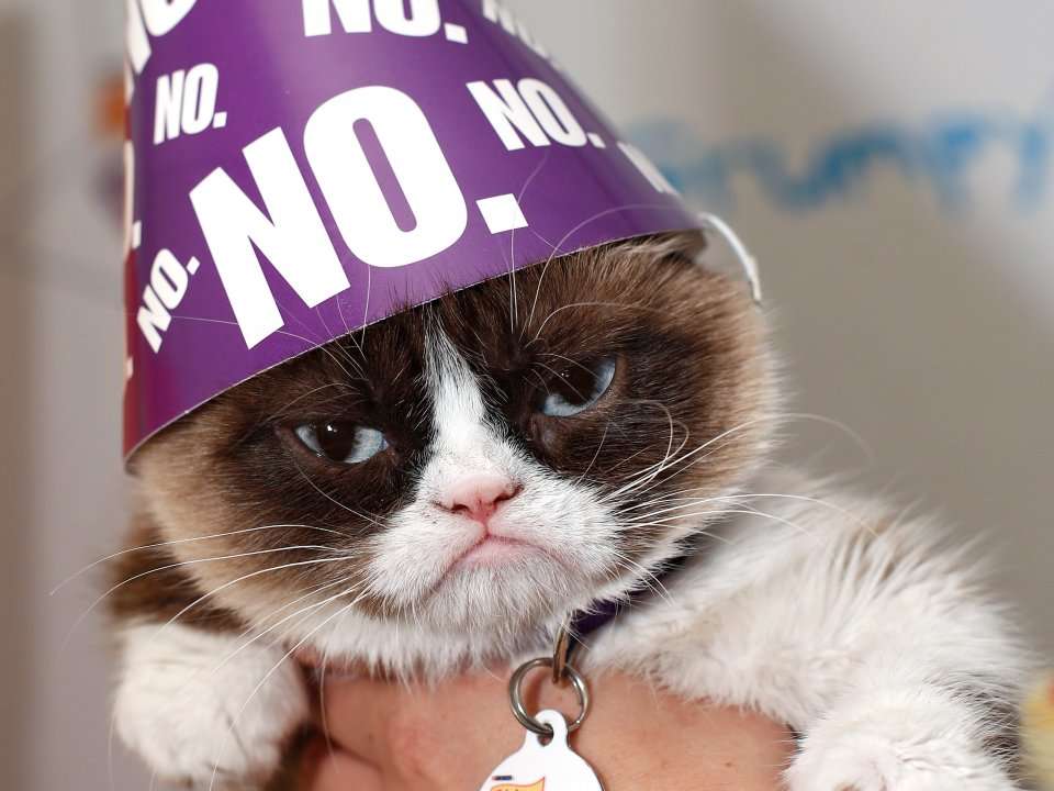 These 33 adorable photos of Grumpy Cat's life and rise prove why she ...