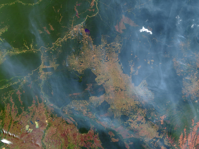 Deforestation and fires to make way for development, logging, and ...