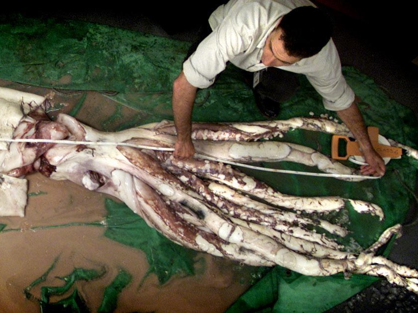 For now, the largest recorded giant squid measured up to 43 feet. Their ...