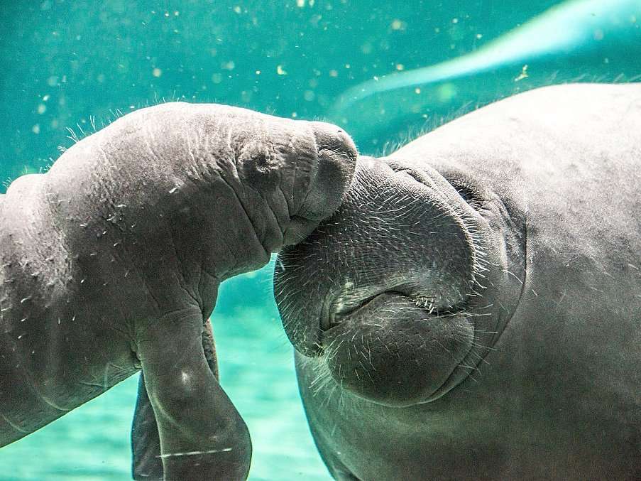 20 breathtaking photos of manatees in honor of Manatee Awareness Month ...